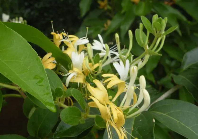 金银花的品种有哪些