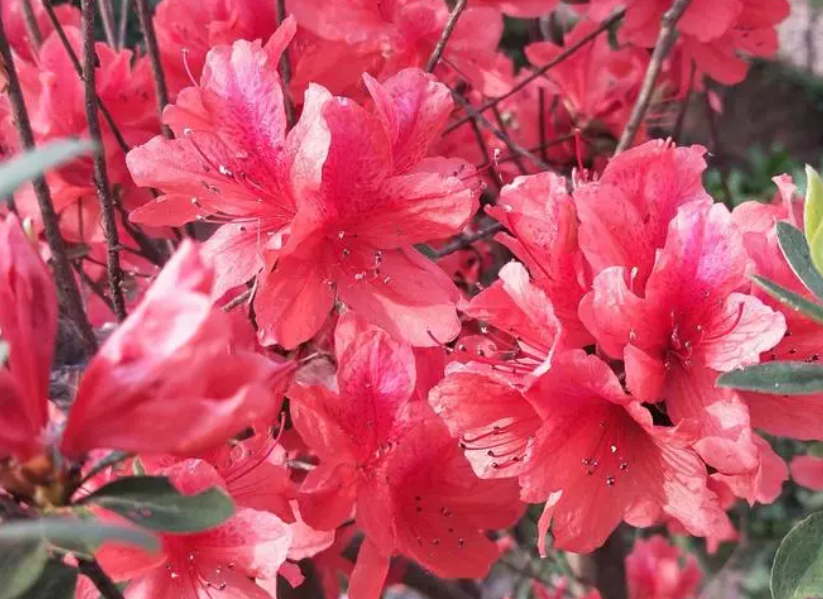 家种杜鹃花风水好不好