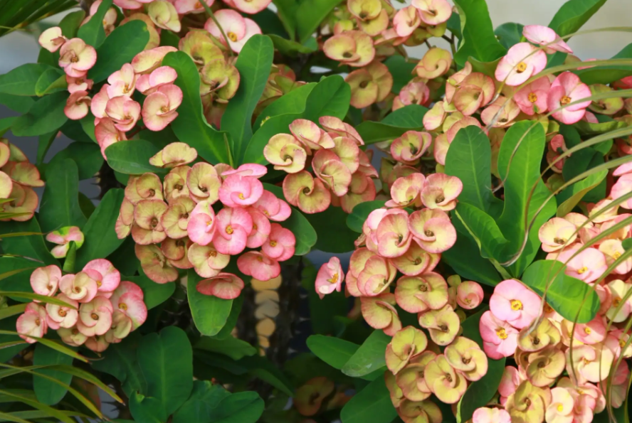 麒麟花什么时候换盆