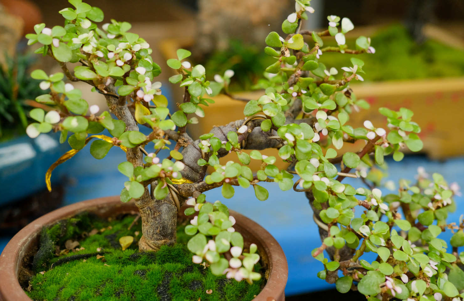 多肉金枝玉叶花败了叶子掉了