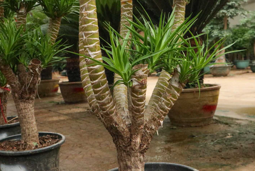 龙血树能施复合肥吗