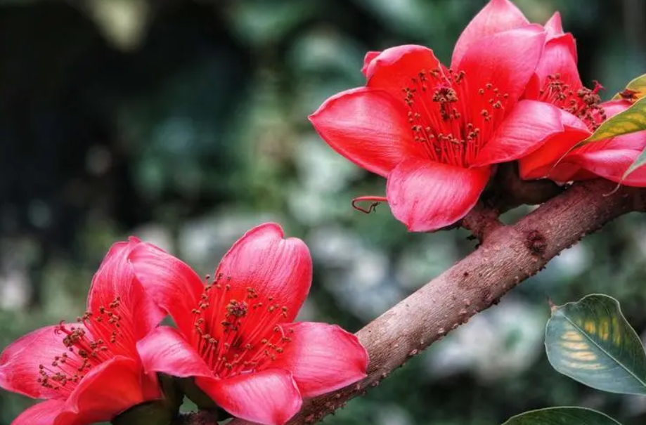 木棉树在哪里生长