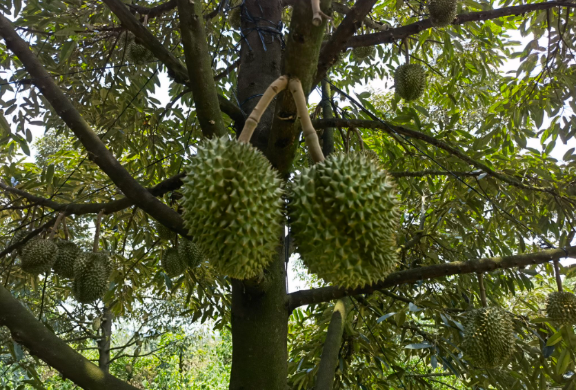 榴莲树多少度会冻死