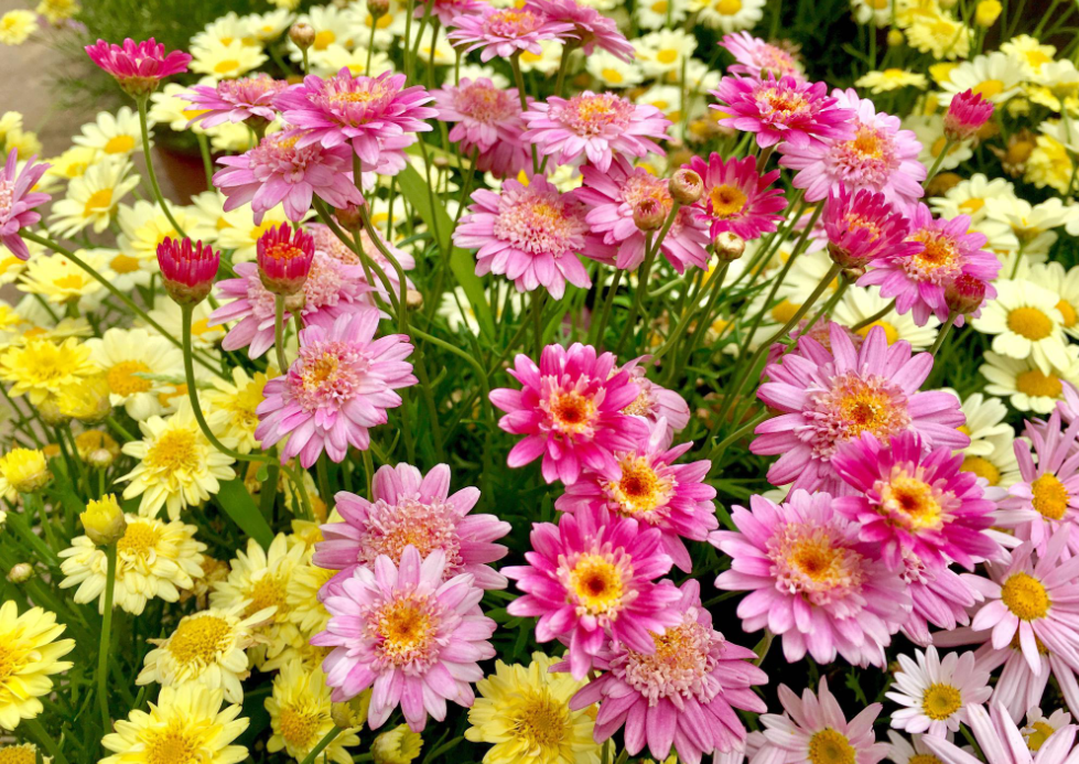 玛格丽特花能地栽吗