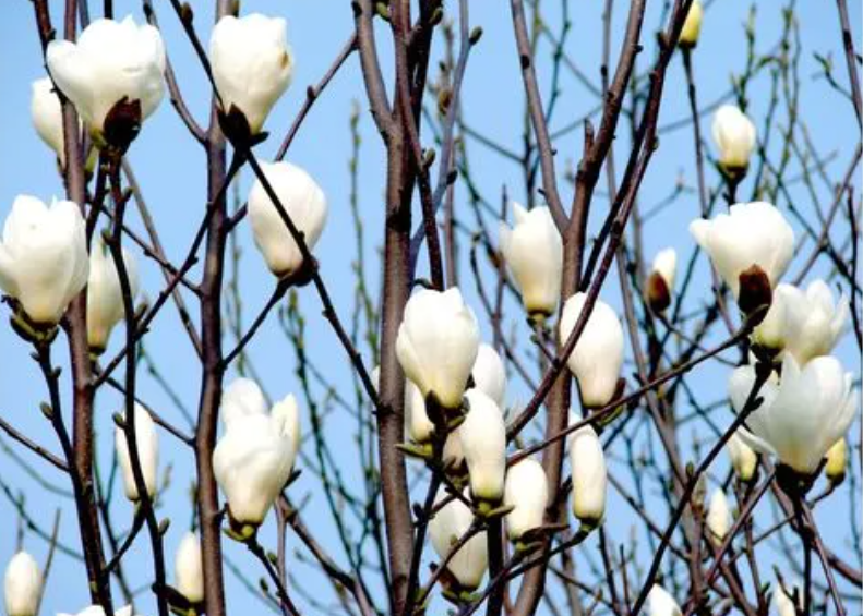 玉兰树树叶干枯是怎么回事