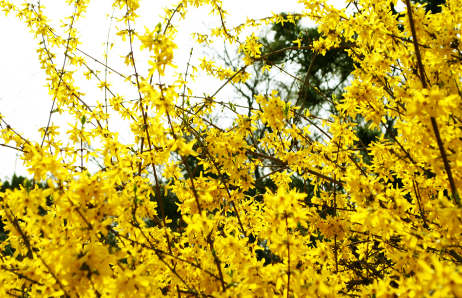 迎春花怎么养怎样浇水