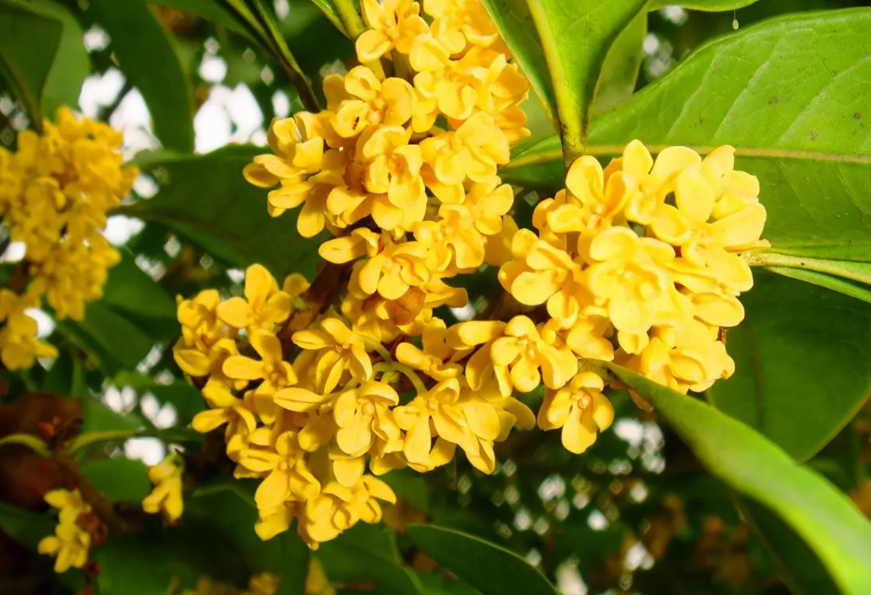 桂花几月种最合适