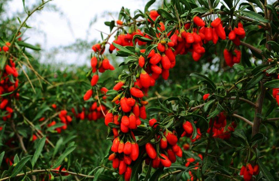 家里能种枸杞树吗