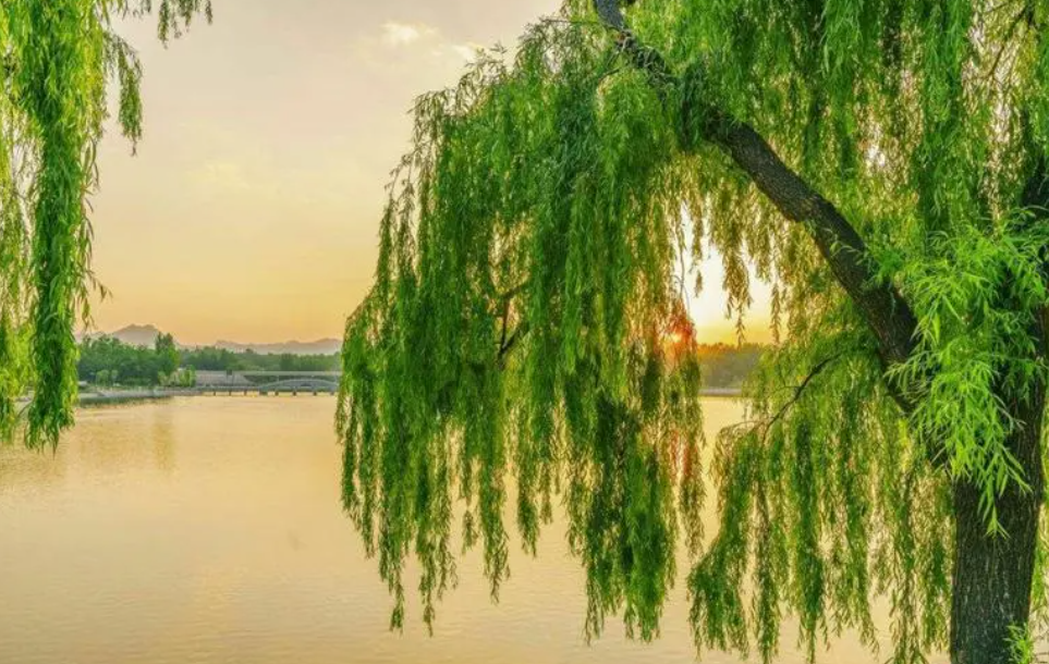 柳树是扦插还是嫁接