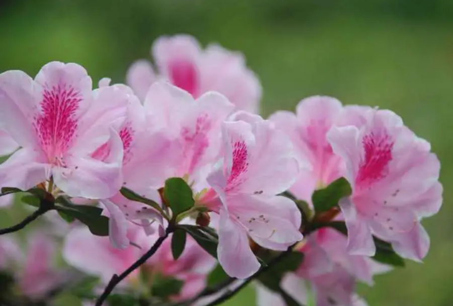 杜鹃花用什么肥料