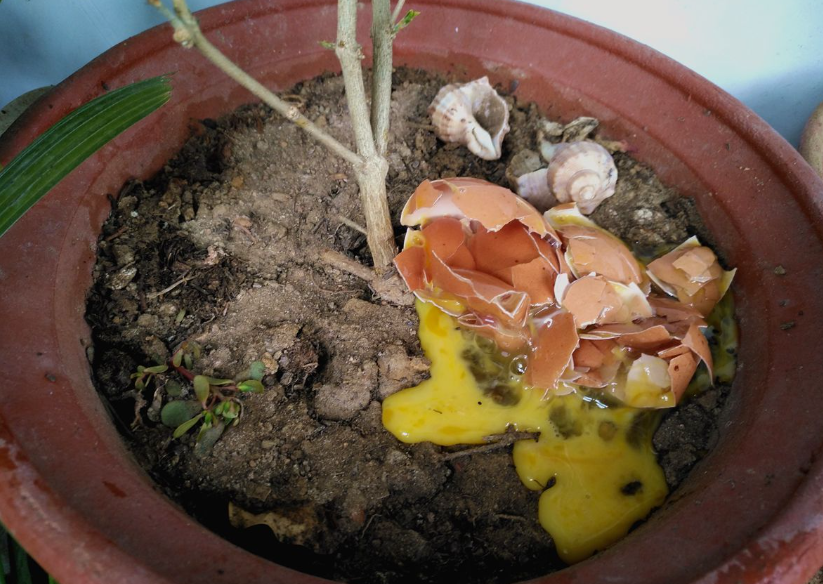 鸡蛋液浇花的正确方法