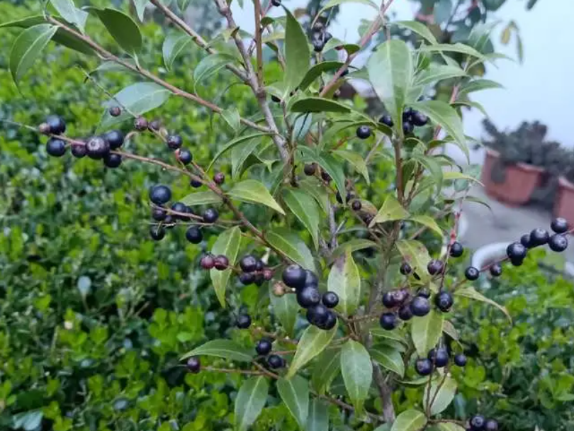 乌饭树大叶好还是小叶好