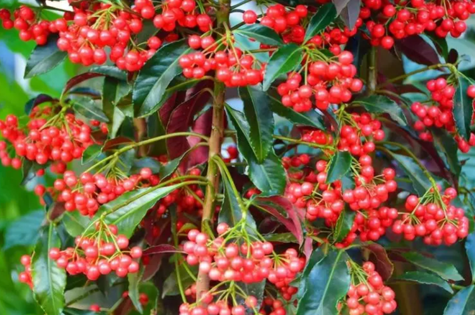 黄金万两花有毒吗