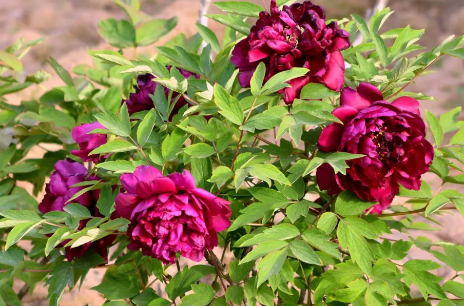 牡丹花什么时候播种子