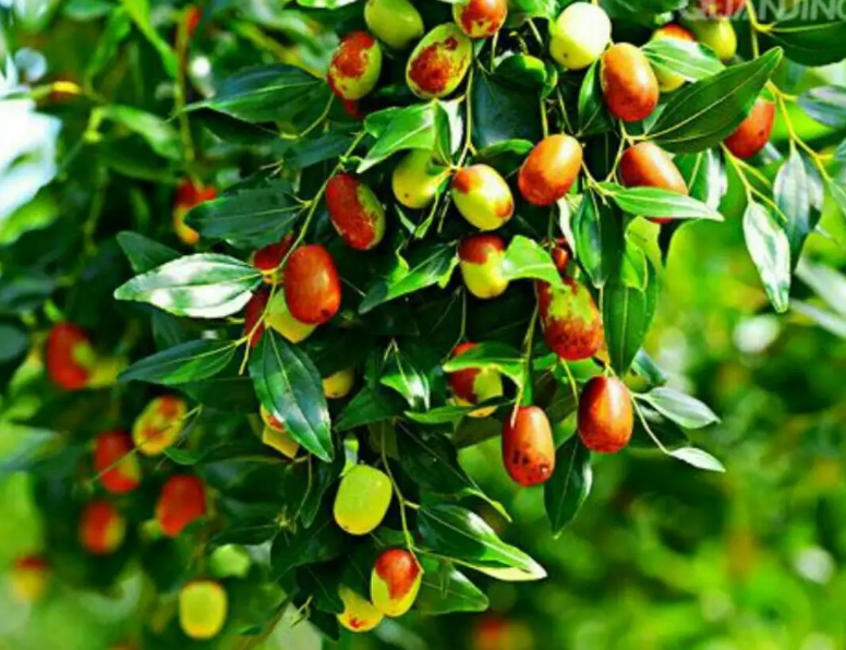 青枣树为什么要每年砍