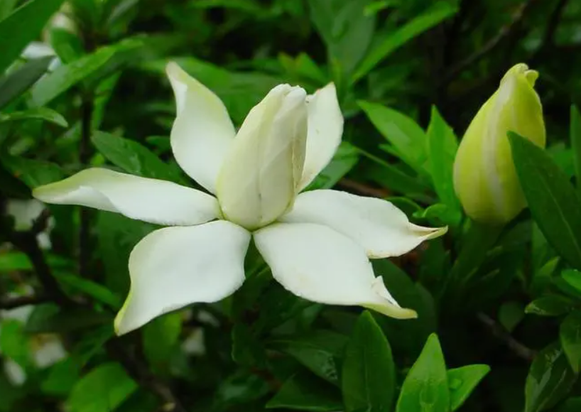 桅子花一年开花几次
