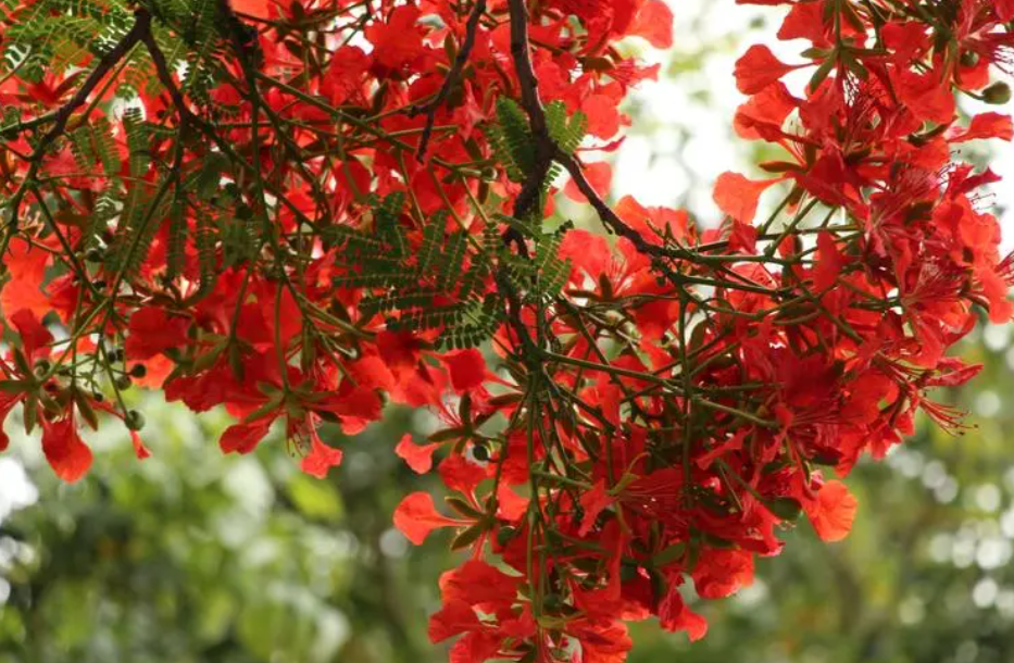 门口种凤凰树风水好不好