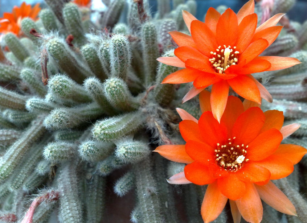 仙人手指会开花吗