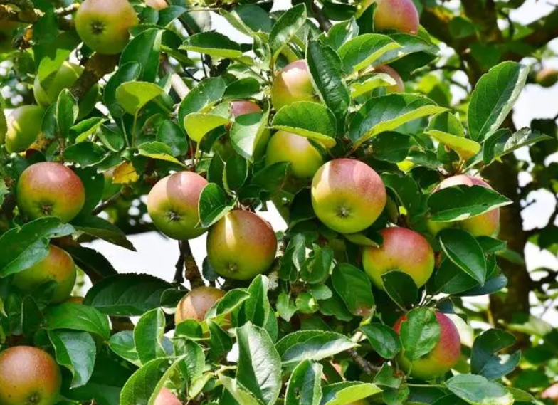 8月份苹果树能浇水吗