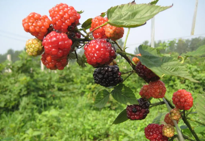 树莓在家怎么种