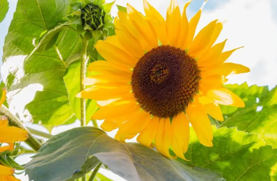 葵花花期可以浇水吗