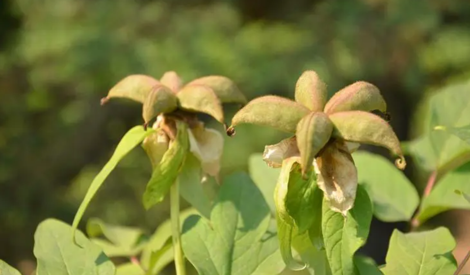 牡丹花种子怎么育苗