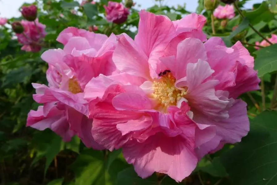 芙蓉花浇什么水最好