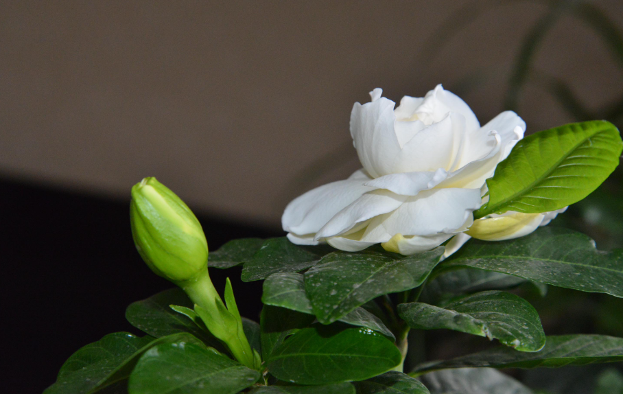 浇栀子花用什么醋