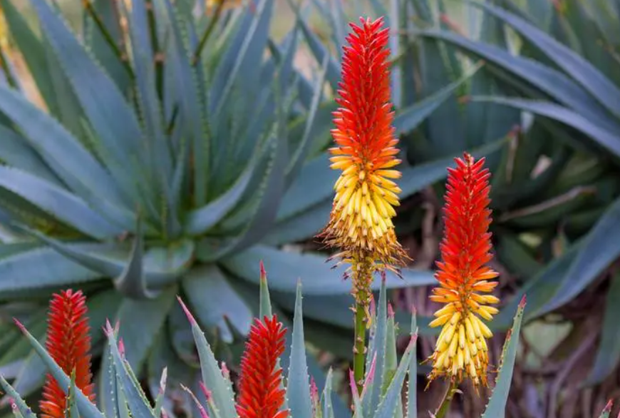 芦荟花的养殖方法