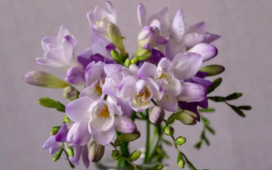 苍兰开过花之后要挖球吗