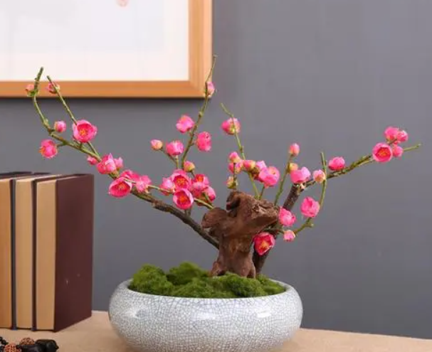 盆栽梅花的种植方法和注意事项