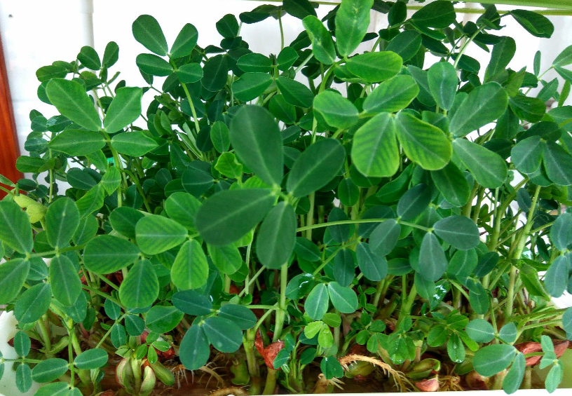 移栽花生的最佳方法