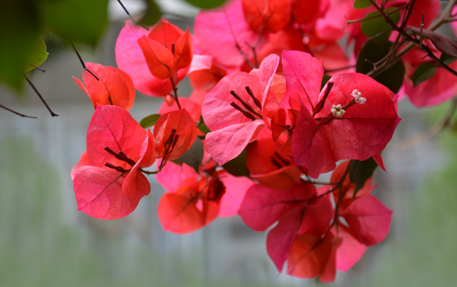 三角梅什么时候开花呢