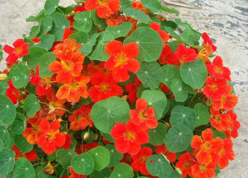 旱荷花的种子能种吗