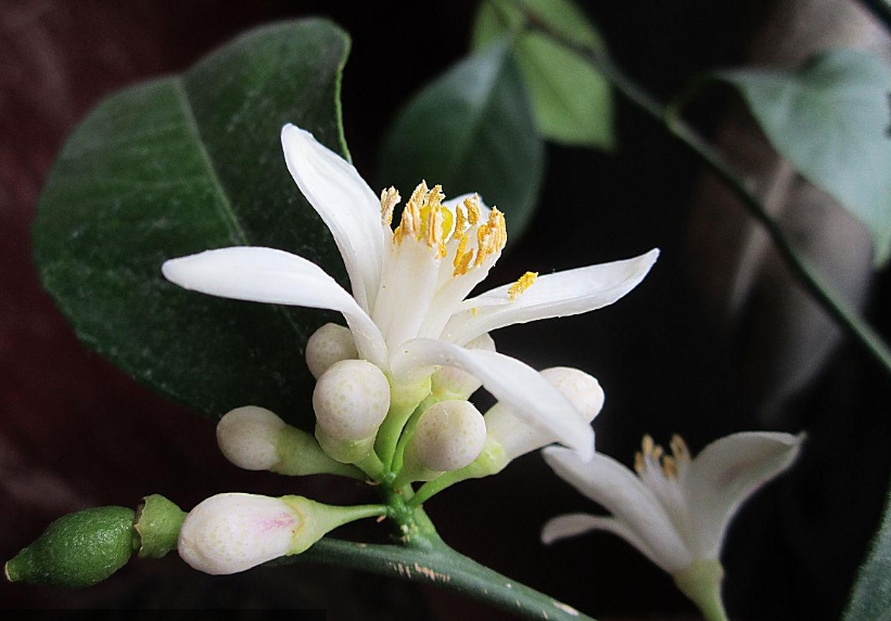 盆栽柠檬开花后施什么肥