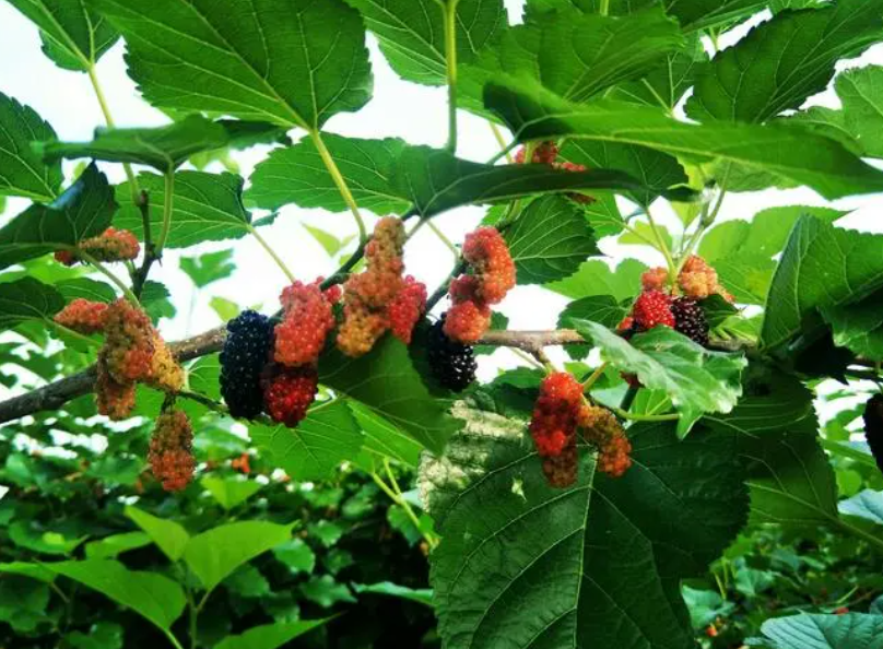 桑树是吉树还是凶树