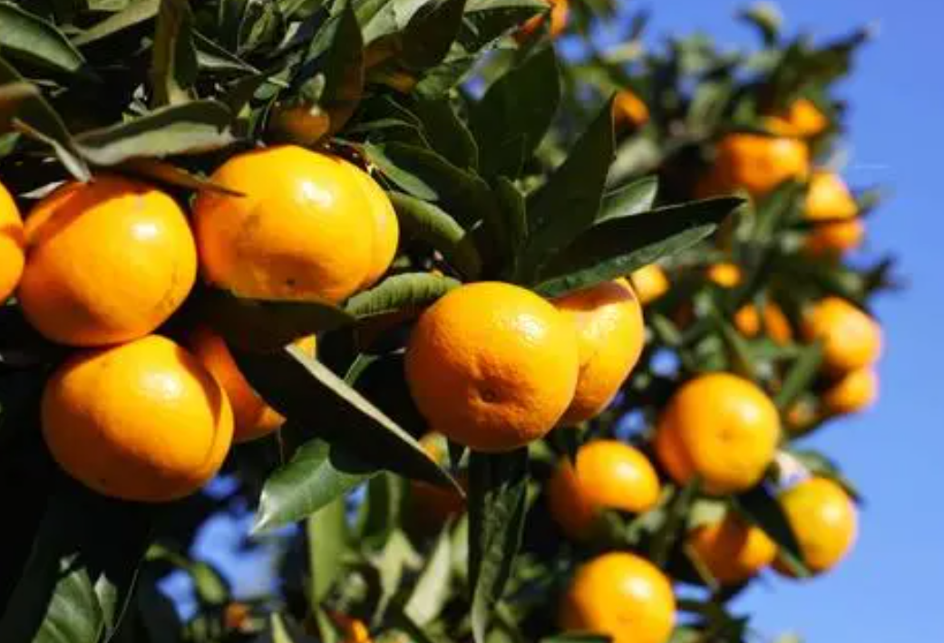 柑橘幼树全年施肥管理