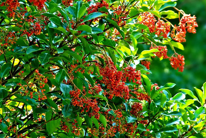 珊瑚树室外养还是室内养