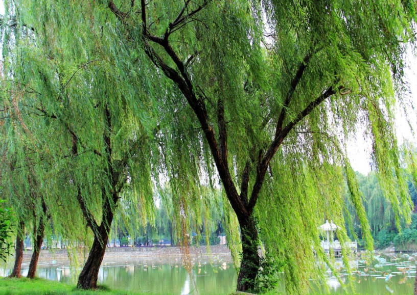 柳树是在什么季节开花的