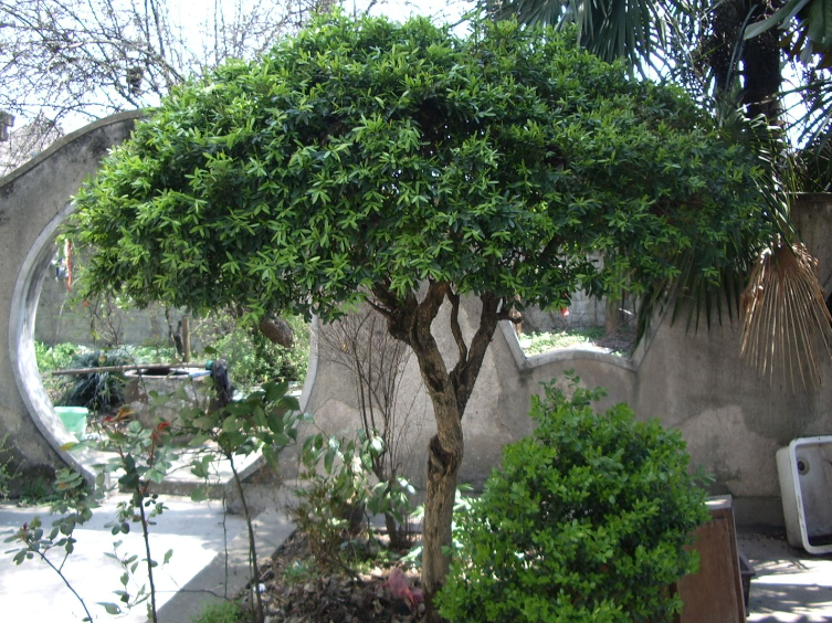 黄杨树的形态特征