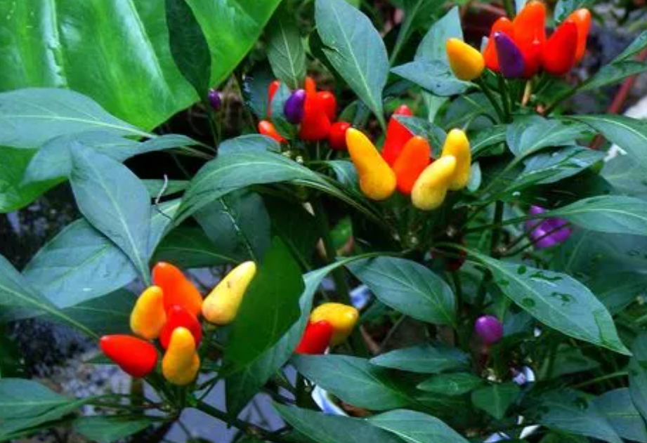 五彩椒种植多久可以开花结果