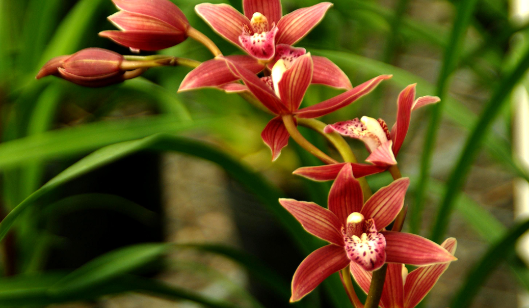 兰花可以用雨水浇吗
