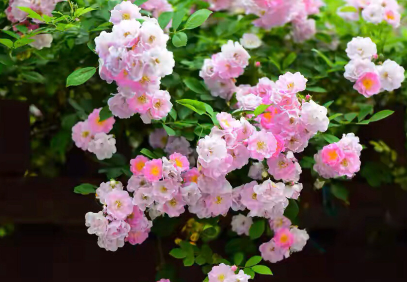 蔷薇花什么时候种