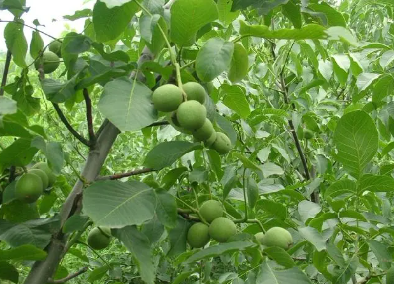 核桃树不喜欢什么环境