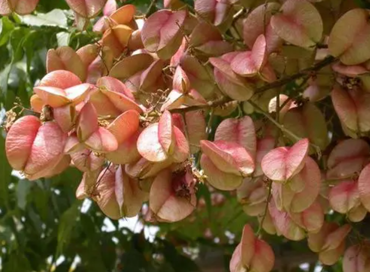 栾树种子泡水怎么样？