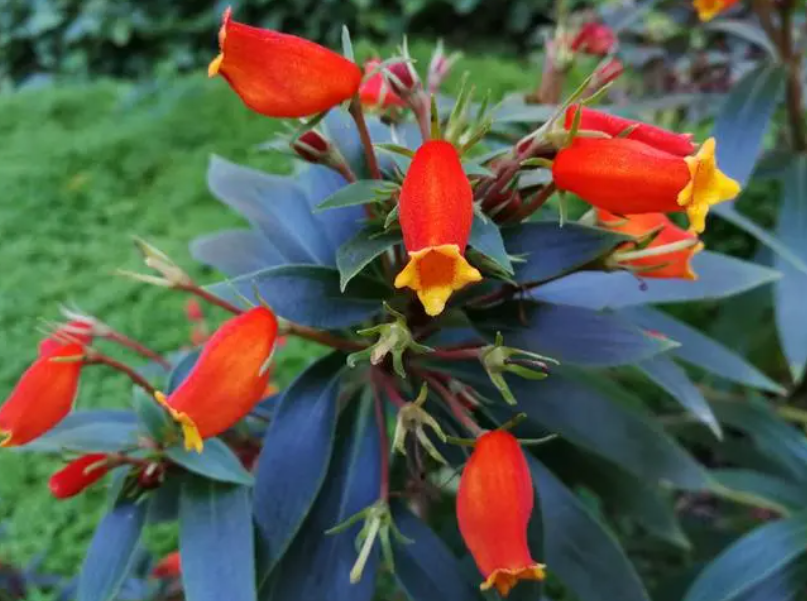 袋鼠花掉叶子是什么原因