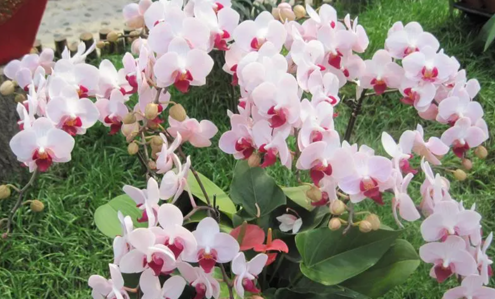 带花剑的蝴蝶兰怎样养