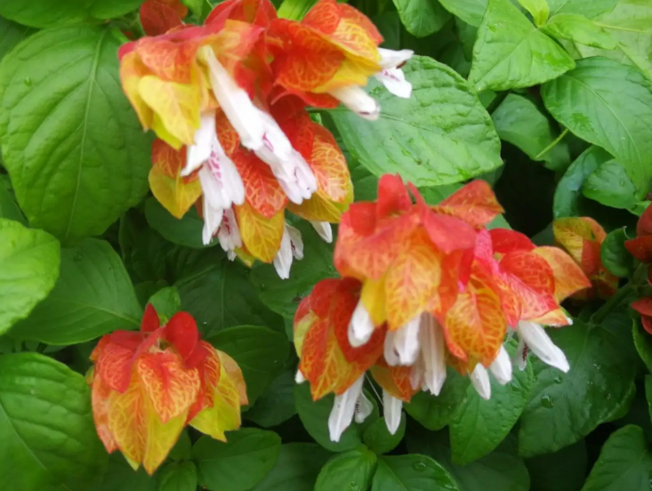 虾衣花冬天开花吗