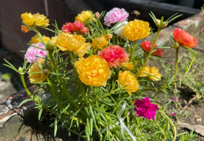 怎么把太阳花养成老桩