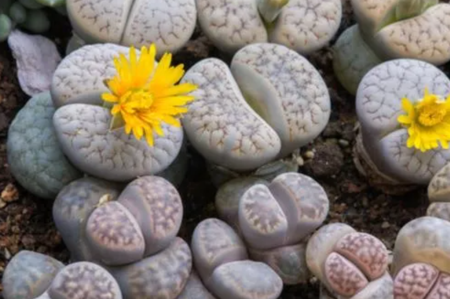 生石花冬天能播种吗